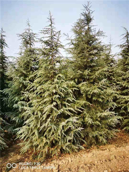 河南雪松价格 