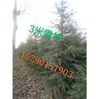 河南三米雪松树批发 