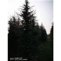 河南雪松价格 