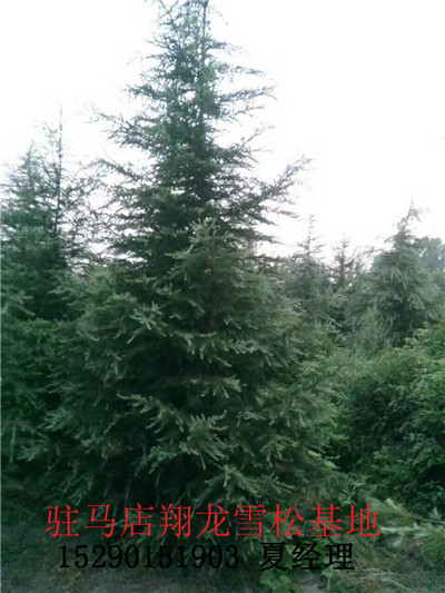 雪松%雪松批发 