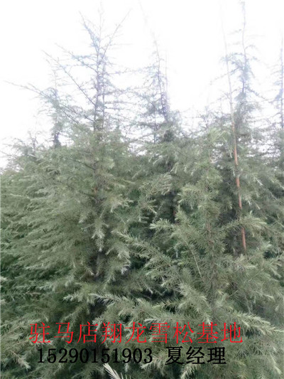 河南雪松价格 