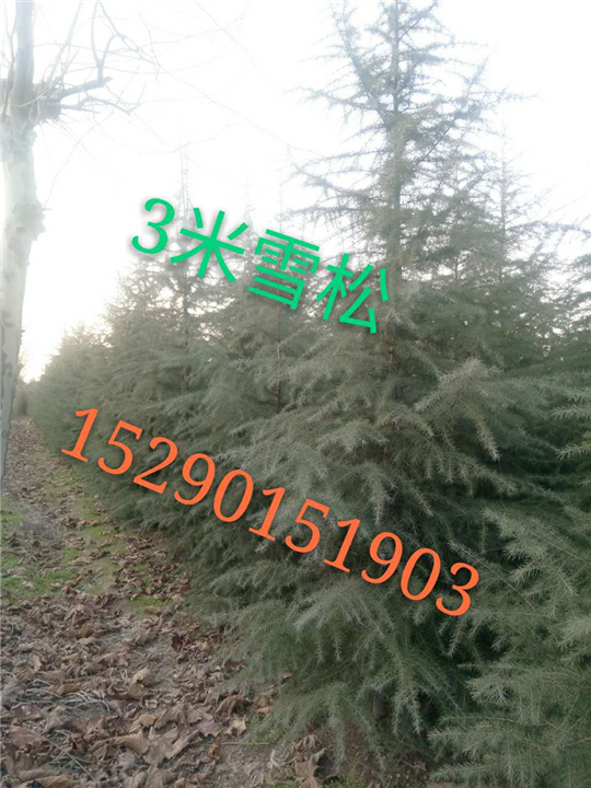 河南三米雪松树批发 