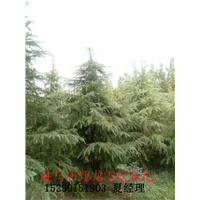 河南驻马店雪松 