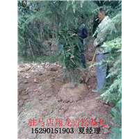 河南雪松批发价格 