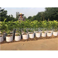 批发美植袋、广东美植袋、中山美植袋 