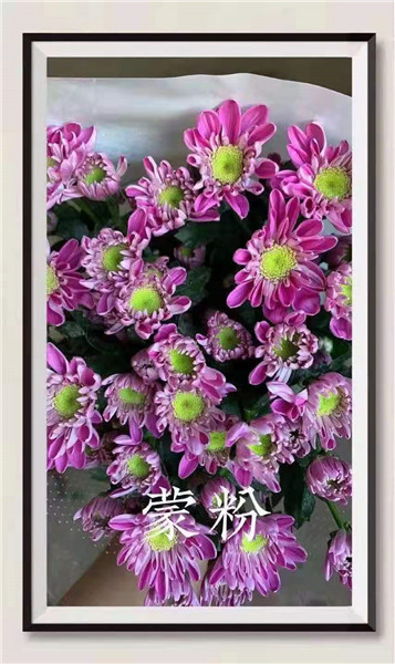 海南蒙粉菊基地