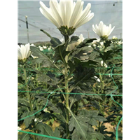 海南白菊基地