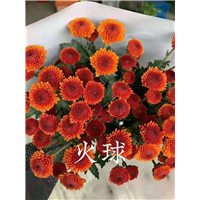 海南火球菊基地