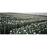 海南白菊订购