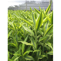 海南金边竹种植基地