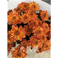 海南火凤凰菊花批发