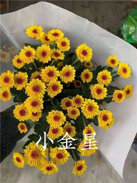 海南小金星菊基地