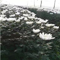 海南白菊批发