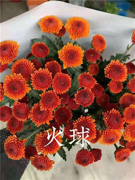 海南火球菊基地