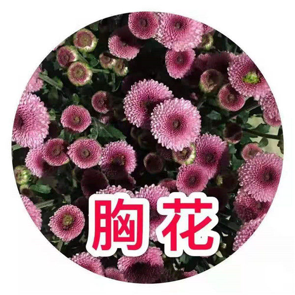 海南胸花菊基地