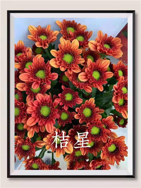 海南桔星菊批发