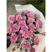 海南衡春菊基地