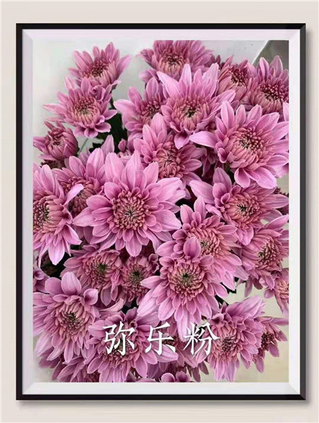 海南弥乐粉菊基地