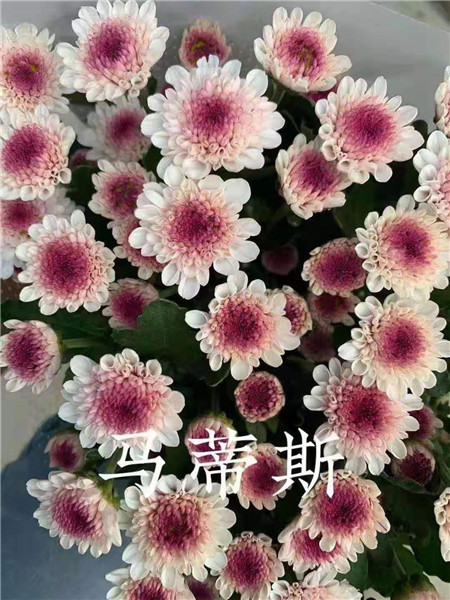海南马蒂斯菊基地