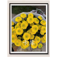 海南卡库菊花批发