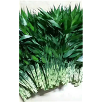 海南海口富贵竹
