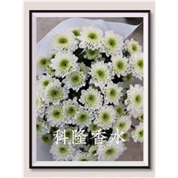 海南科隆香水菊基地