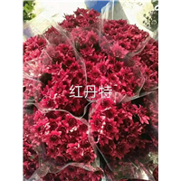 海南红丹特菊基地