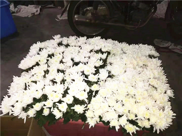 海南白菊批发价格