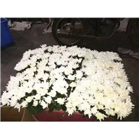 海南白菊批发价格