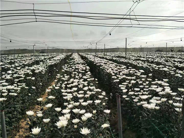 海南白菊供应