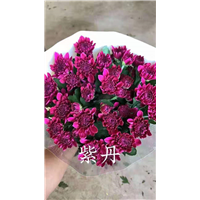 海南紫丹菊基地