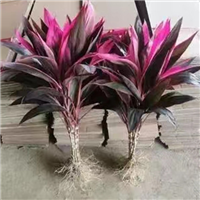 海南红朱蕉