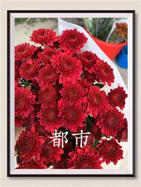 海南都市菊花批发