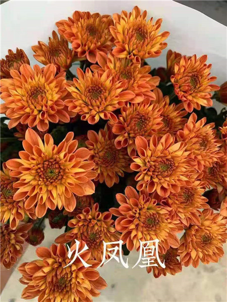 海南火凤凰菊花批发