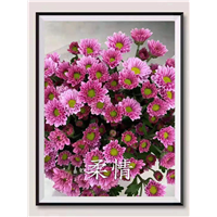 海南柔情菊基地