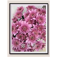海南弥乐粉菊基地