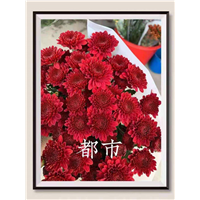 海南都市菊花批发