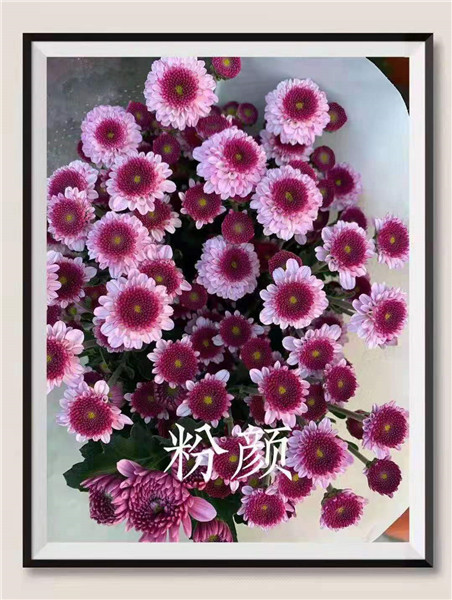 海南粉颜菊基地