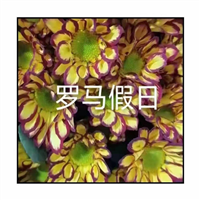 海南罗马假日基地
