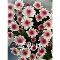 海南马蒂斯菊基地