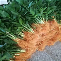 海南观音竹