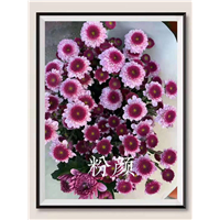 海南粉颜菊基地