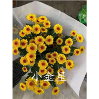 海南小金星菊基地
