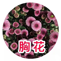 海南胸花菊基地