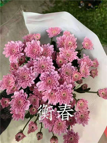 海南衡春菊基地