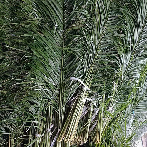 海南针叶批发