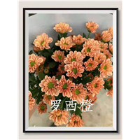 海南罗西橙菊花批发