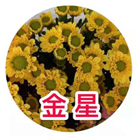 海南金星菊批发