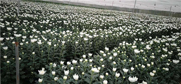 海南白菊订购