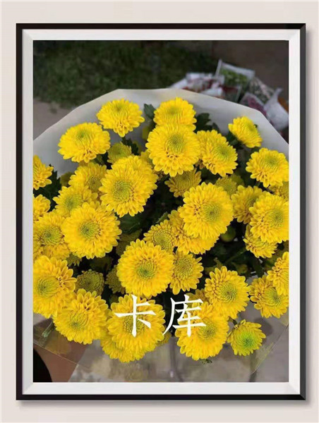 海南卡库菊花批发